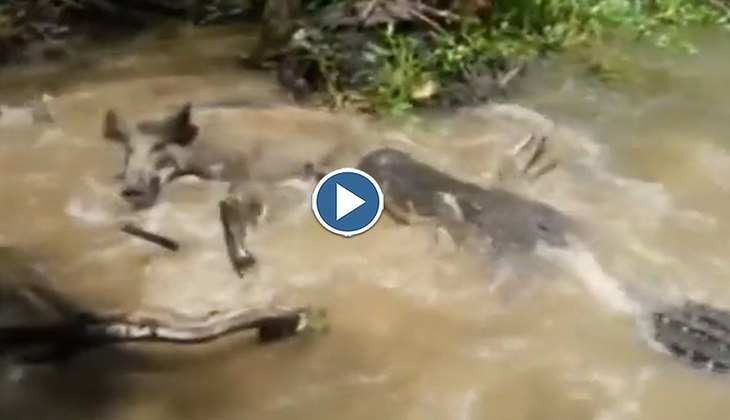 Viral Video: हे भगवान! टांग पकड़कर सुअर को पानी में खींच ले गया मगरमच्छ, वीडियो देख निकल जाएगी चीख