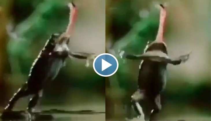 Viral Video: क्या आपने देखी है ऐसी खतरनाक मक्खी? एक सेकेंड में मेंढक को लेकर हुई रफूचक्कर
