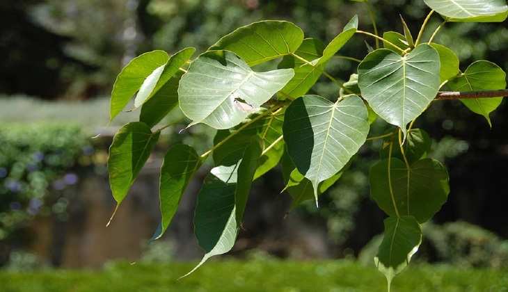 Pipal Tree: हिंदू धर्म में पीपल के पेड़ को क्यों पूजा जाता है? जानिए इसका कारण और महत्व...