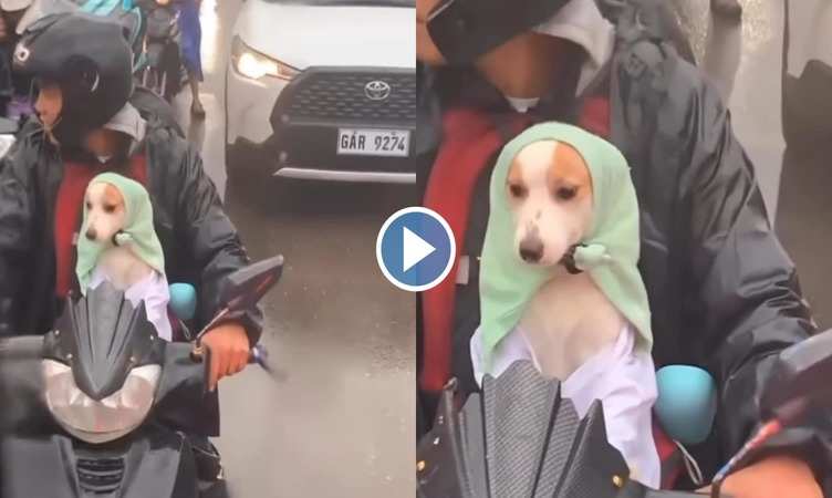 Dog Viral Video: शख्स ने बच्चे की तरह डॉगी को बैठा लिया स्कूटी पर, बारिश से बचाने के लिए सर पर पहनाया स्कार्फ