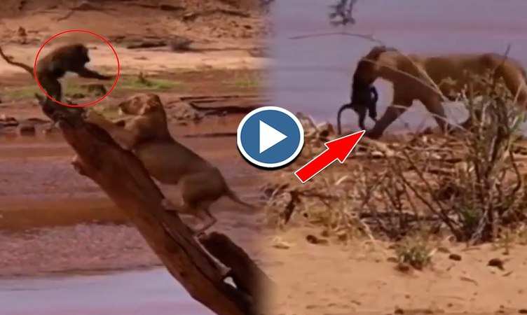Viral Video: हे राम! शेरनी से अपनी जान की भीख मांगता रहा बंदर, देखिए फिर क्या हुआ