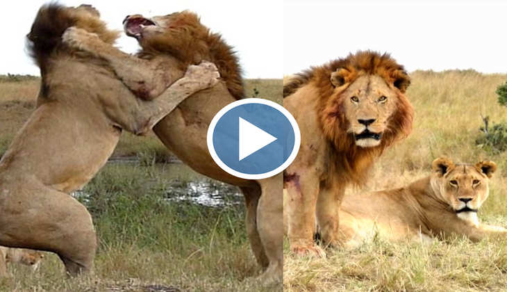 Viral Video: खूंखार शेरों की भीषण लड़ाई नहीं है WWE फाइट से कम, दिल दहला देगा यह वीडियो