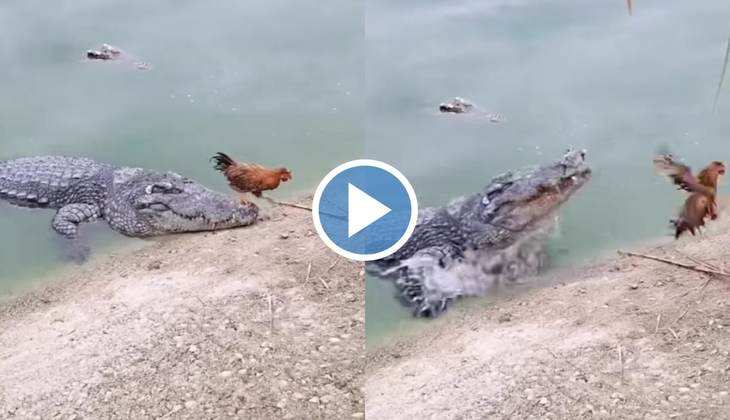 Crocodile Funny Video: मुर्गी ने मगरमच्छ के सर पर बैठ लिए मज़े, वीडियो देख आपकी भी छूट जाएगी हसी