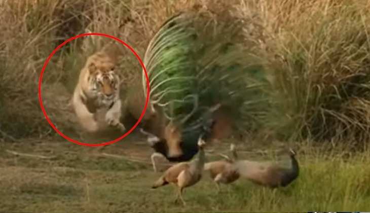 Tiger ka Video: मोर को निपटाने दबे पांव आया टाइगर, देखिए फिर अचानक कैसे पलटी बाजी
