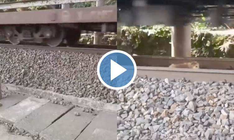 Viral Video: हे भगवान! कुत्ते के ऊपर से निकल गई पूरी ट्रेन, बाद में हुआ कुछ ऐसा कि आप भी रह जाएंगे हक्के-बक्के