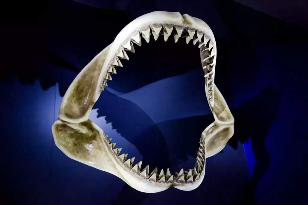 शार्क के खतरनाक दांत बताते हैं पृथ्वी पर लाखों साल पुराना इतिहास