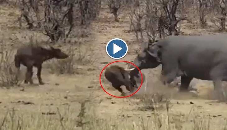 Viral Video: ओ तेरी! पगलाए हाथी ने भैंस को सूंड से उठाकर दिया फेंक, पूरा वीडियो देख पक्का डरा जाएंगे आप