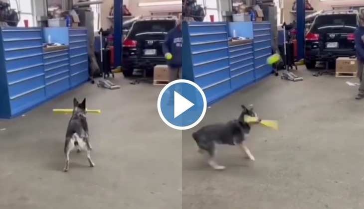 Dog Viral Video: मुंह में बल्ला दबाकर कुत्ते ने लगाए गजब के चौके-छक्के, लोग बोले 'इसको किसी टीम में भर्ती...