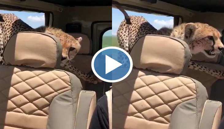 Cheetah Ka Video: अरे मोरी मैया! कार के अंदर आकर बैठ गया चीता, औरत ने अपनी सांस रोक कर बनाया वीडियो