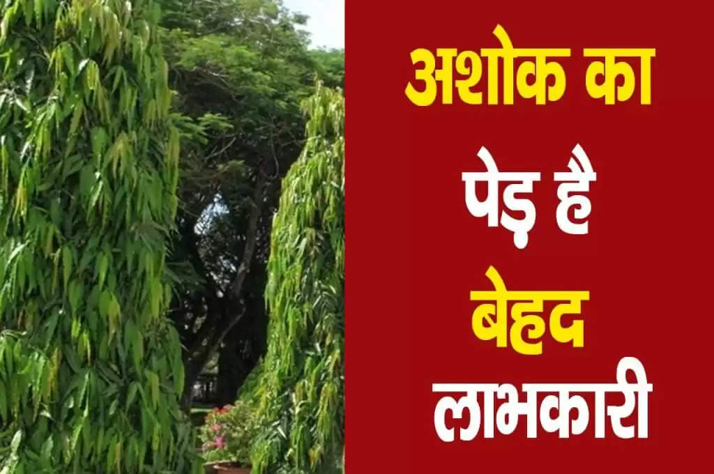 Ashoka tree: इस पेड़ की पत्तियों में छुपा है जीवन की हर परेशानी का हल, केवल इस तरह से करें प्रयोग