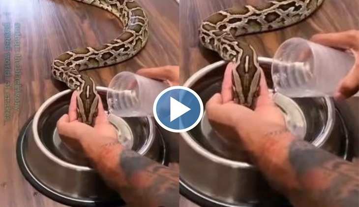 Snake Video: बाप रे! जिंदा सांप को चुल्लू से पानी पिला रहा ये शख्स, देखिए खौफनाक वीडियो