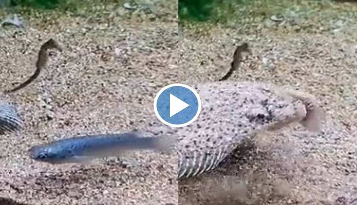 Viral Video: इस समुद्री बड़ी मछली ने पलक झपकते ही कर लिया शिकार, वीडियो देख मुंह से निकल जाएगी चीख