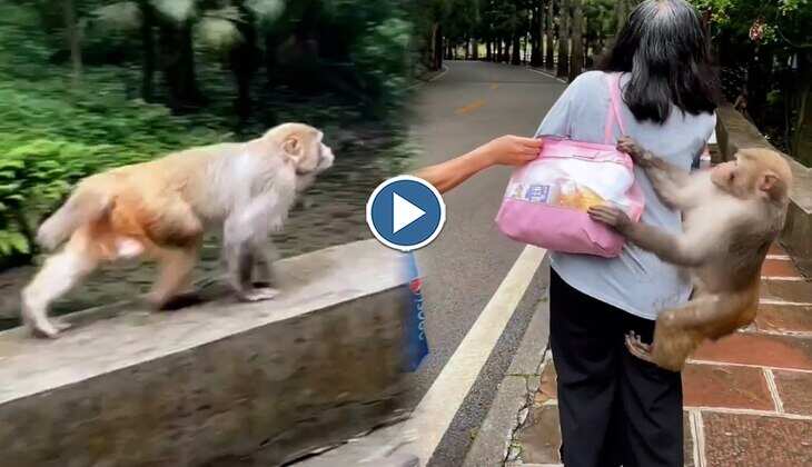 Viral Video: हाथ धोकर लड़की के बैग के पीछे पड़ गया बंदर, वीडियो देख लोग बोले-'ये स्नैक्स ढूंढ रहा है'