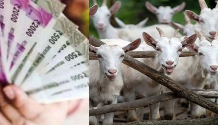 Goat Farming Loan: बकरी पालन के लिए 4 लाख रूपए का लोन दे रही है सरकार, ऐसे मिलेगा लाभ, देखें डिटेल