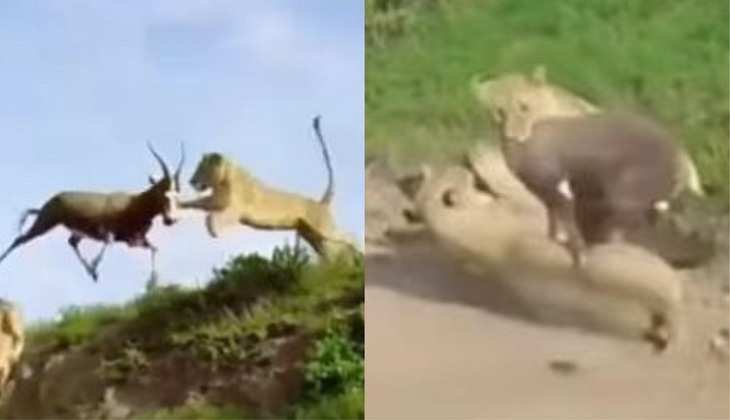 Viral Video: शेर ने हवा में किया हिरण का शिकार, वीडियो देखकर कांप जाएगी रूह