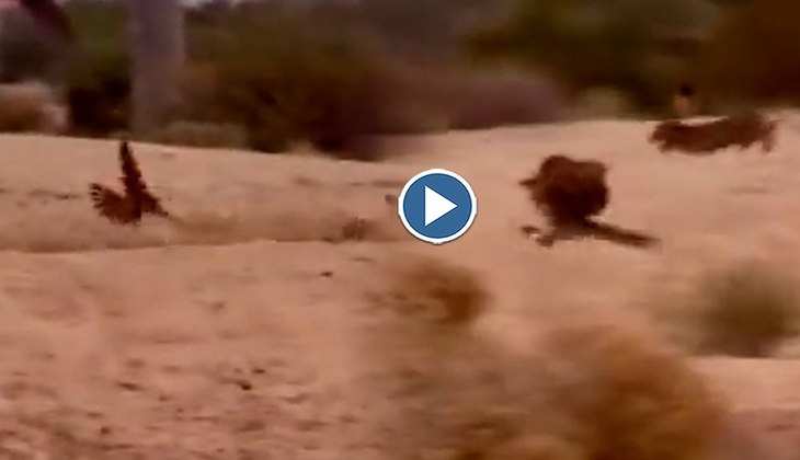 Viral Video: OMG! हाथ धोकर खरगोश के पीछे पड़ गया बाज, वीडियो में देखिए फिर कैसे बची जान
