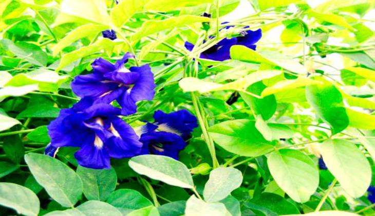 Vastu Tips for Plant: गुरुवार के दिन लगाएं ये पौधा, करियर में तरक्की के साथ देगा कई अन्य फायदे…