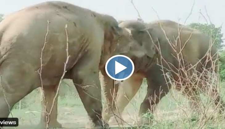 Viral Video: दो हाथियों में छिड़ गई कुश्ती तो लोग बोले-'आपसी झगड़ा है खुदी देखे लेंगे', देखिए जोरदार वीडियो