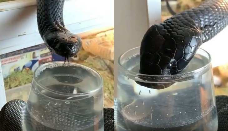 ब्लैक कोबरा को ग्लास में पानी पिलाने में छूटे पसीने, वीडियो देखकर बैठ जाएगा दिल