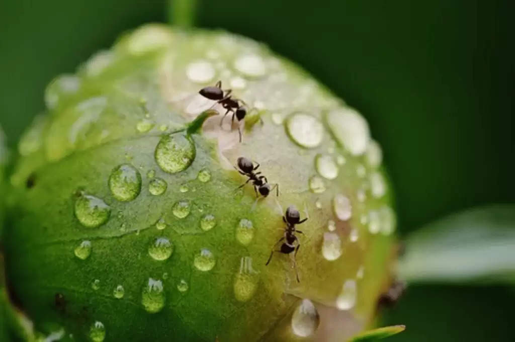 Vastu for ants: घर में दिखें यदि काली चीटियां, तो समझिए मिलने वाली है कोई खुशखबरी