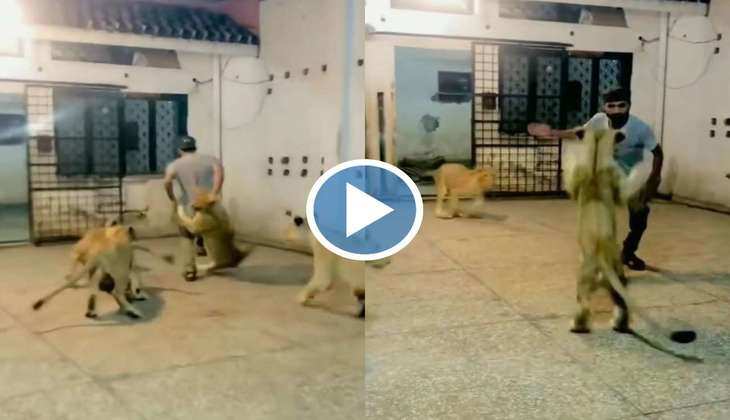 Viral Video: एक नहीं चार-चार शेरों के बीच फंस गया ये आदमी, वीडियो देख आपके भी खड़े हो जाएंगे रोंगटे