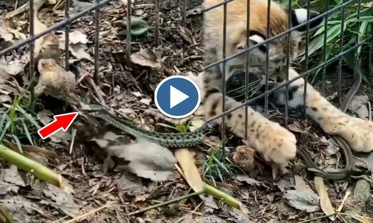 Snake Video: बाप रे! मेंढक का शिकार करना चाह रहा था सांप मगर अचानक आ धमका चीता, देखिए फिर क्या हुआ