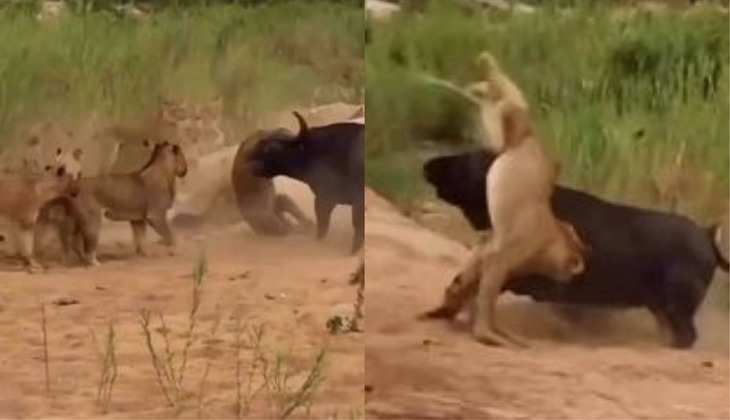 Sherni ki ladai: ये क्या था...शिकार करने आई शेरनी को भैंस ने सींग से उठाकर दे मारा, देखिए वीडियो