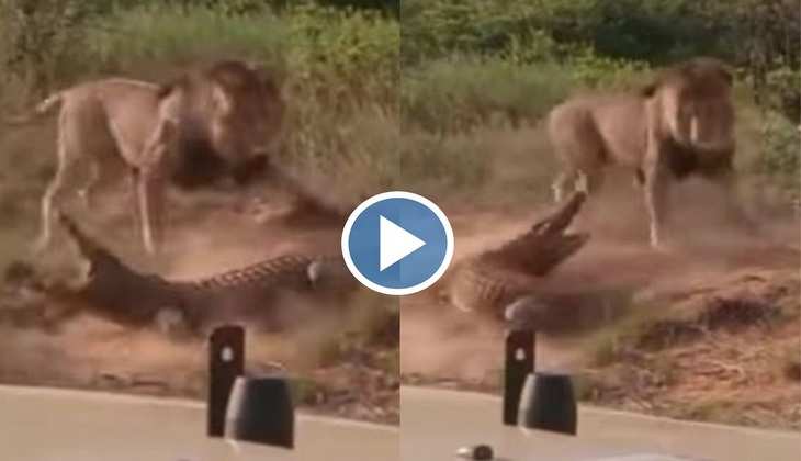 Viral Video: मार डाला! शेर और शेरनी ने मिलकर मगरमच्छ की लगाई फिल्डिंग, देखिए फिर कैसे बचे प्राण