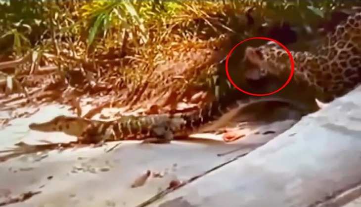 Viral Video: मगरमच्छ ने चीते को जोरदार पटक लगाकर कर दिया चित, देखें वीडियो