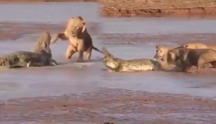 Viral Video: तीन शेरों ने मिलकर मगरमच्छ की लगाई फिल्डिंग, देखिए खूखार जानवरों की भयंकर लड़ाई