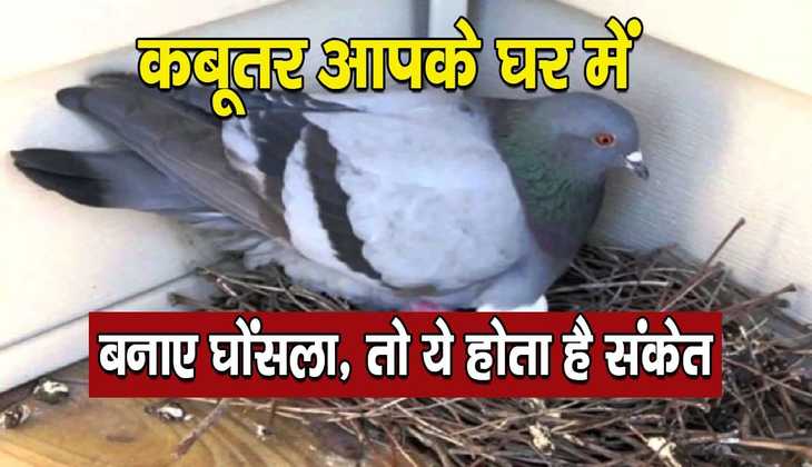 Vastu for life: अगर आपके भी घर में कबूतर ने बना लिया है घोंसला, तो वास्तु में होता है ये मतलब...