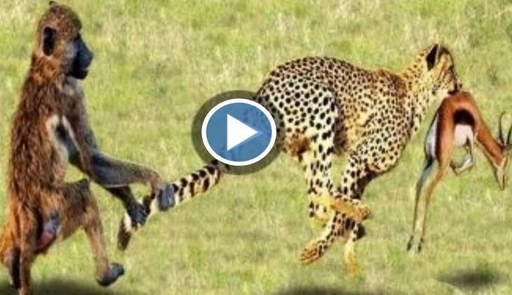 Viral Video: हाय रे! हिरण का शिकार कर ले जा रहा था तेंदुआ तभी बंदरों ने ऐसे बचाई उसकी जान, देखिए वीडियो