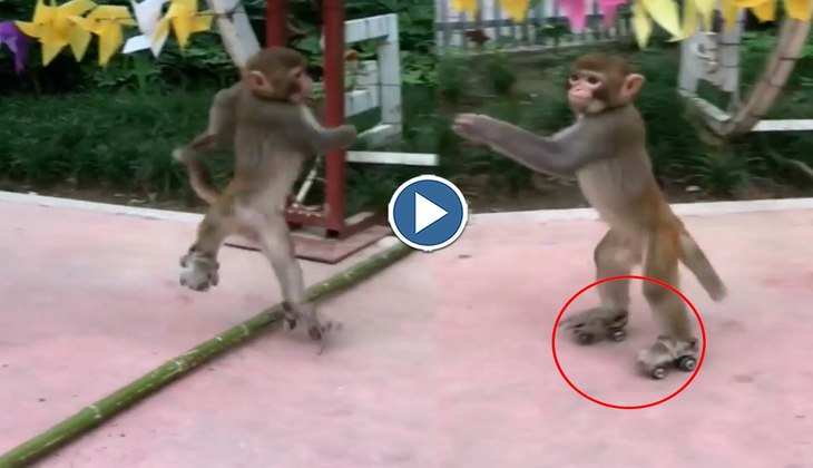 Viral Video: बंदर ने रोड पर की टॉप क्लास स्केटिंग तो लोग बोले-'तुमने भी सीख ली', देखिए वीडियो
