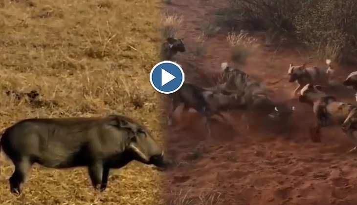 Viral Video: बाप रे! जंगली कुत्तों और अकेले सुअर के बीच छिड़ गई खूनी लड़ाई, आखिरी तक देखें फिर क्या हुआ