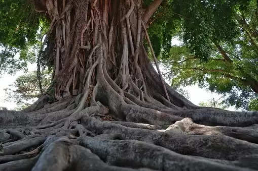 Vat Savitri vrat 2022: इस दिन क्यों की जाती है बरगद के पेड़ की पूजा? जानिए