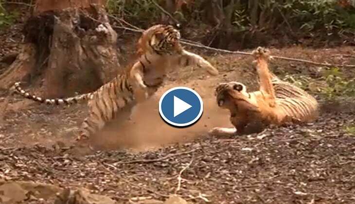Viral Video: हाय दईया! दो बाघों ने खेला ऐसा खतरनाक खेल, वीडियो देख फटी रह जाएंगी आंखें!