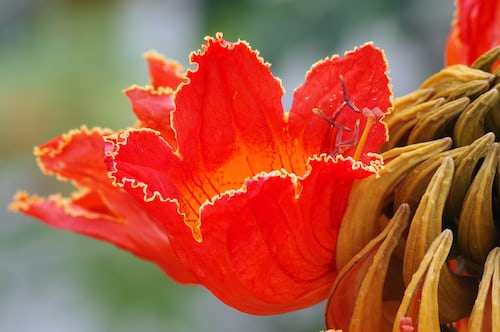Vastu For Wealth: घर में रुपए-पैसे रखने वाली जगह पर रख दें ये फूल, दोगुनी हो जाएगी धन संपदा