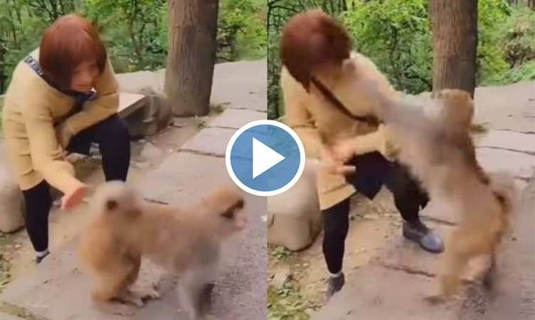 Viral Video: शरारती लड़की ने फोकट में बंदर के हिप्स पर मार दी चमाट, देखिए फिर उसने कैसे लिया बदला