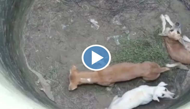 Viral Video: दादा रे! सांप, अजगर और छिपकली के बीच कुए में घिर गए तीन कुत्ते, देखिए फिर क्या हुआ