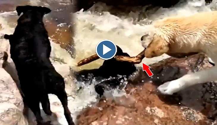 Dog Video: पानी के तेज बहाव में बह जा रहा था कुत्ता, फिर दूसरे डॉगी ने ऐसे किया रेस्क्यू, ये वीडियो जीत रहा सबका दिल