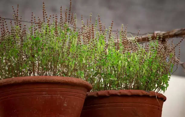 Vastu For Tulsi: आपके घर के आंगन में रखा तुलसी का पौधा भी गया है सूख, तो इन उपायों से दुबारा हो जाएगी हरी-भरी