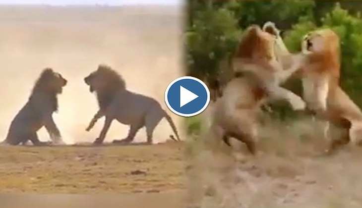 Viral Video: दहाड़ते हुए आपस में भिड़ गए दो बब्बर शेर, देखिए दोनों की खूनी लड़ाई
