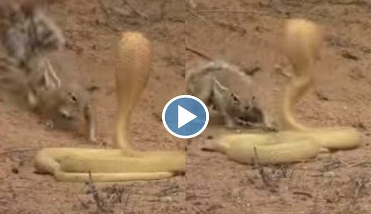 Snake Video: बाप रे! सांप और गिलहरी के बीच हो गई हाथापाई, देखिए कौन किस पर पड़ा भारी