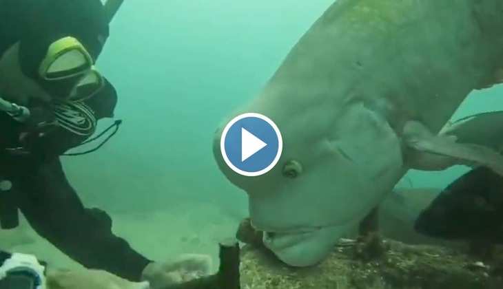 Fish Viral Video: गोताखोर को समंदर में मिली अजीबोगरीब मछली, लोग बोले 'यह तो एलियन…