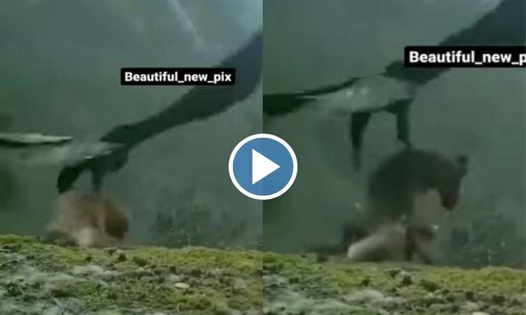 Viral Video: हाय रे! बिल्ली को पानी के अंदर से उठा ले गया बाज, डरपोक लोग न देखें वीडियो