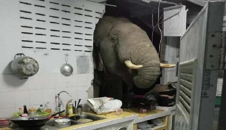 थाइलैंड: भूख से बेहाल हाथी आधी रात में दीवार तोड़ता हुआ पंहुचा किचन, वीडियो वायरल