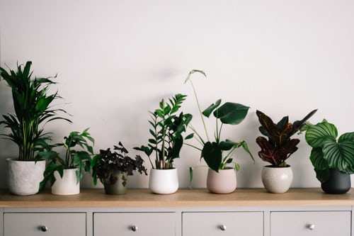 Lucky Plants: घर के आंगन में लगाएं ये 5 पौधे, कम पानी और देखरेख में भी चमकाएंगे आपका भाग्य