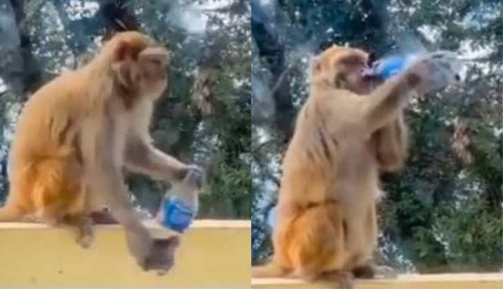 कोल्डड्रिंक का एक घूंट पीकर बंदर का घूमा दिमाग, यूजर बोला-'साला ये क्या पिला डाला'