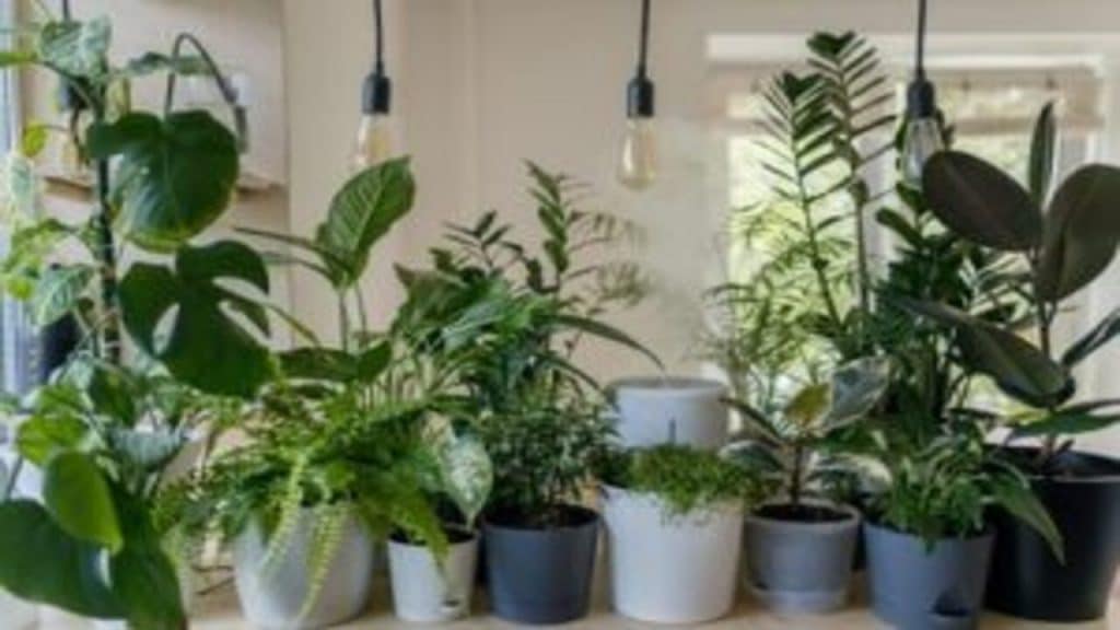 Plants for life: घर के आंगन में लगाएं पौधे का ये जोड़ा, थोड़े ही दिन में डबल हो जाएगा धन