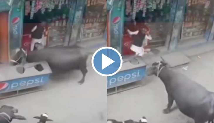 Buffalo Attack Video: अरे मोरी मैया! पगलाई भैंस ने दुकान के बाहर मचाया तांडव, देखें हैरान कर देने वाला वीडियो